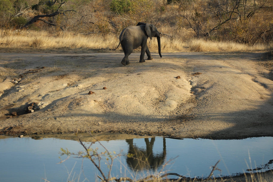 Out of Africa - Cambridge Satchel